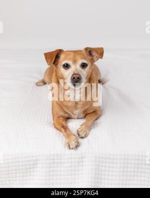 cheweenie dog lying down in a studio against a white background Stock Photo