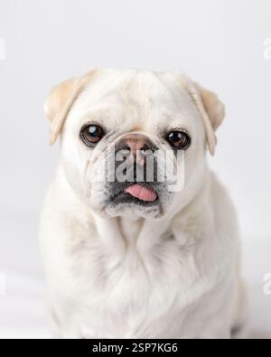 pug sitting in a studio against a white background, tongue out Stock Photo