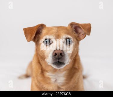 close up cheweenie dog, head only, sitting down in a studio agai Stock Photo