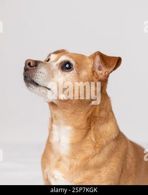 cheweenie dog, head and neck only, sitting down in a studio agai Stock Photo