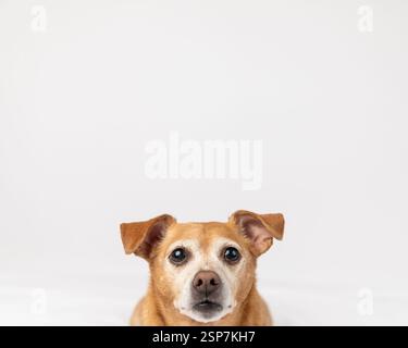 cheweenie dog, head only, sitting down in a studio against a whi Stock Photo