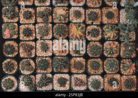 Beautifully arranged collection of cacti in small pots Stock Photo