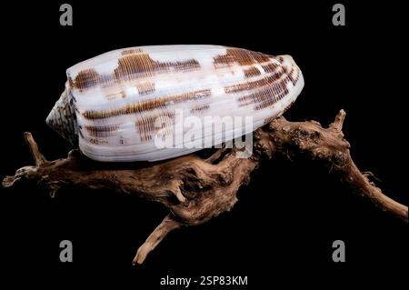 Striated Cone Shell on Driftwood black background Stock Photo