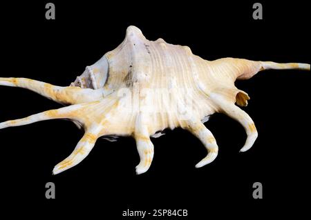 Lambis Spider Conch on Black Background Stock Photo