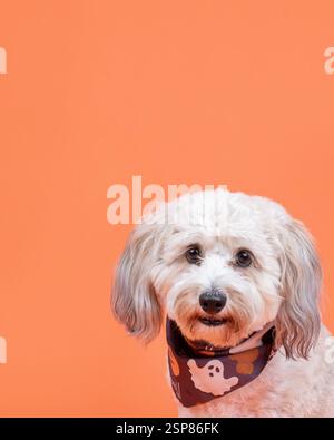 australian doodle in studio with orange background, halloween ba Stock Photo