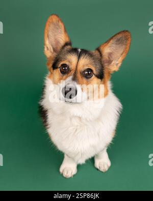 corgie in studio sitting with green background Stock Photo