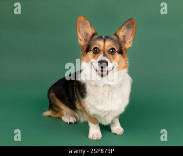 corgie in studio sitting with green background Stock Photo