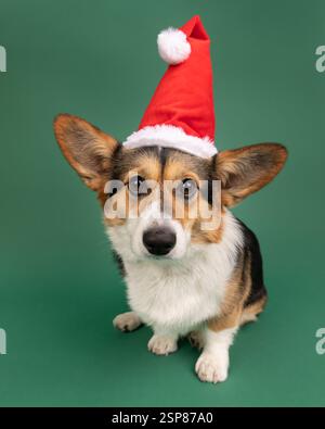 corgie in studio sitting with green background in santa hat Stock Photo