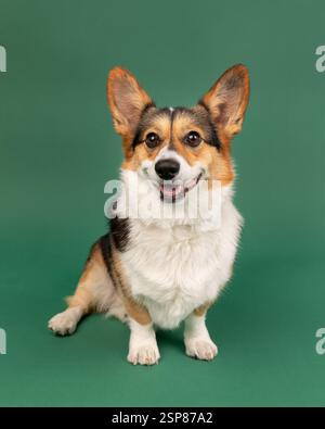 corgie in studio sitting with green background Stock Photo
