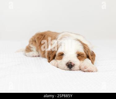 australian labradoodle puppy sleeping in studio with white backg Stock Photo