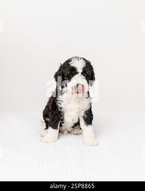 australian labradoodle puppy in studio with white background Stock Photo
