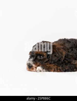 australian labradoodle puppy in studio with white background Stock Photo