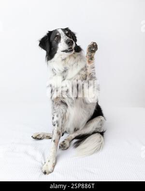 border collie australian shepherd mix in studio with white backg Stock Photo