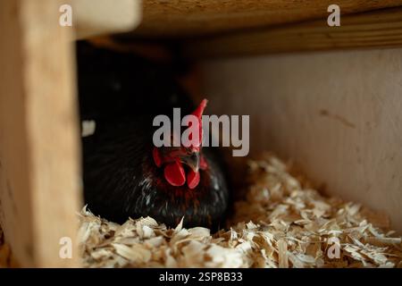 Hen sitting in a nest laying an egg Stock Photo