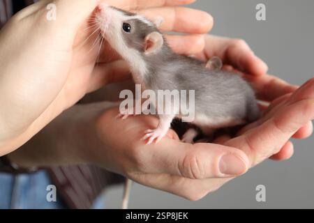 Women with adorable little rats on grey background, closeup Stock Photo