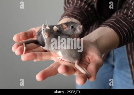 Woman with adorable little rats on grey background, closeup Stock Photo