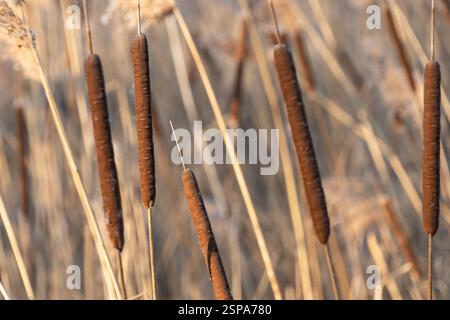 Typha latifolia. bulrush, broadleaf cattail. Mature seedheads in winter. wetland species plant Stock Photo