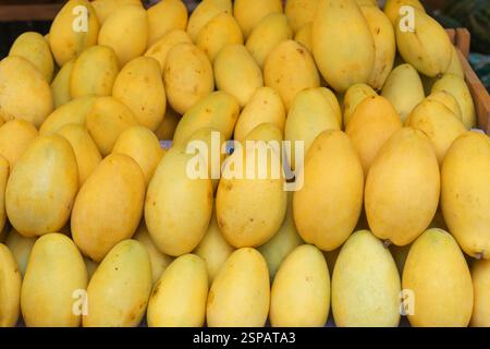 close-up shot of ripe, golden mangoes piled high at a street market stall. Their vibrant hue and sweet aroma capture the essence of tropical produce, Stock Photo