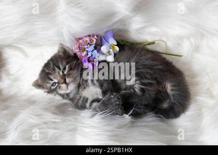grey striped little cute kitten with big blue eyes lies comfortably on a soft blanket, bouquet of flowers next to him. Happy childhood of a cat. Comfo Stock Photo
