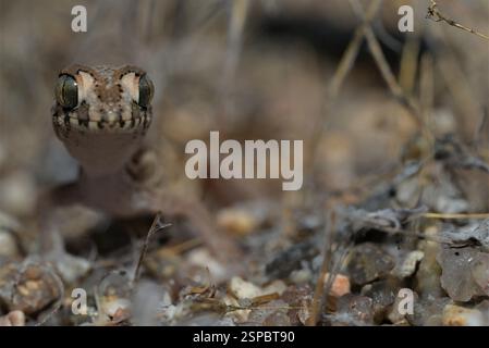 Large-scaled Thick-toed Gecko (Pachydactylus macrolepis), Reptilia ...