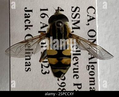 Narrow-headed Marsh Fly (Helophilus fasciatus), Insecta, Bellevue Park, Sault Ste. Marie, ON, CA Stock Photo