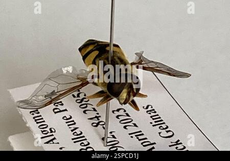 Narrow-headed Marsh Fly (Helophilus fasciatus), Insecta, Bellevue Park, Sault Ste. Marie, ON, CA Stock Photo