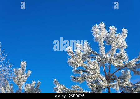 Frosty pine tree top against the blue sky. Stock Photo