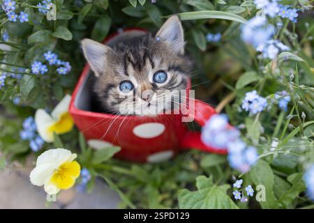 curious kitten sits in a large red cup standing on a flowerbed, looks out of it looking up. Favorite pet. Games with a kitten. Cat Day. Among flowers. Stock Photo