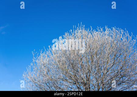 Frosty tree branches against the blue sky. Winter background. Stock Photo