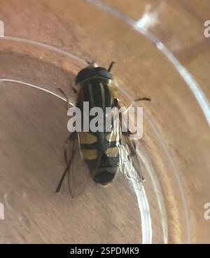 Narrow-headed Marsh Fly (Helophilus fasciatus), Insecta, Bellevue Park, Sault Ste. Marie, ON, CA Stock Photo