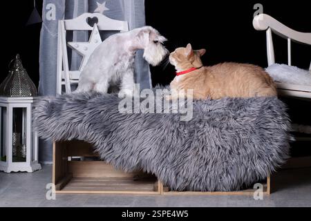 White dog and ginger cat kissing Stock Photo