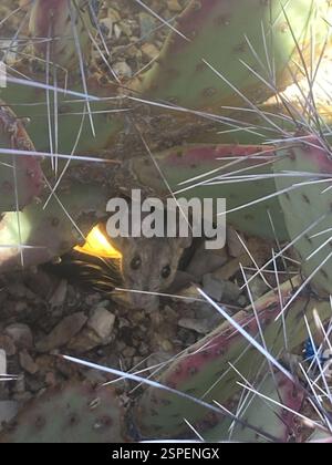 White-throated Woodrat (Neotoma albigula), Mammalia, Desert Botanical Garden, Phoenix, AZ, US Stock Photo