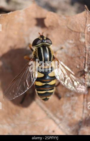 Narrow-headed Marsh Fly (Helophilus fasciatus), Insecta, Medway, London, ON, Canada Stock Photo