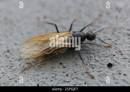 Eastern Black Carpenter Ant (Camponotus pennsylvanicus), Insecta, Medway, London, ON, Canada Stock Photo