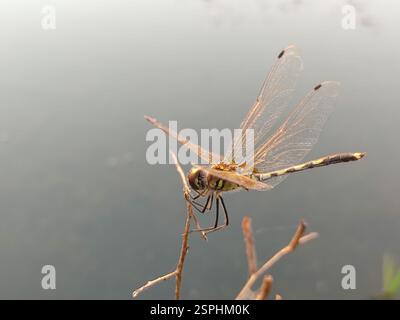 Dancing Dropwing (Trithemis pallidinervis), Insecta, GH67+49Q ...