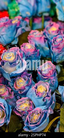 Stunningly beautiful exotic roses of light blue color with inserts of pink and yellow. The best gift for any woman on any holiday. Stock Photo