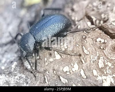 (Eleodes cordata), Insecta, Cupertino, CA, USA Stock Photo - Alamy