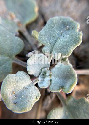 Spectacle Pod beach spectaclepod (Dithyrea maritima), Plantae, San Luis Obispo County ...