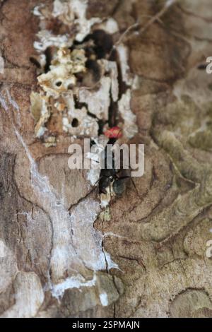 Eastern Black Carpenter Ant (Camponotus pennsylvanicus), Insecta, Medway, London, ON, Canada Stock Photo