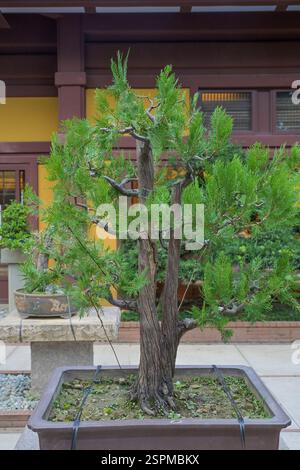 Aisamco Künstlicher Bonsai-Baum Gefälschte