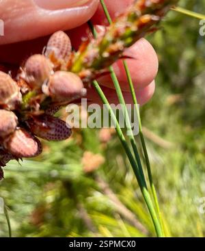 knobcone pine (Pinus attenuata), Plantae, Fort Ord National Monument, Salinas, CA, US, A healthy-looking, flowering Pine tree with long cylindrical pine cones growing off the trunk. Needles are in three-leaf bundles (fascicles). Confirmed observation of same individual Knobcone Pine tree by F. Watson: https://www.inaturalist.org/observations/137203640 Knobcone Pine (Pinus attenuata) 3 needles per fascicle, "Seed Cone: recurved to reflexed, 6-18 cm, asymmetric, yellow-brown, often closed unless burned, on stem many years; stalk 2 cm, angled, prickled. " Jepson eFlora https://ucjeps.berkeley.edu Stock Photo