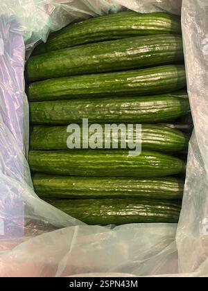 cucumbers, Cucumis sativus, English cucumbers, hot-house cucumbers, warehouse, seedless cucumbers, agriculture, food supply,  distribution Stock Photo