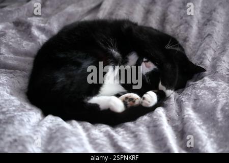 Black and white cat sleeping on blanket hiding face Stock Photo