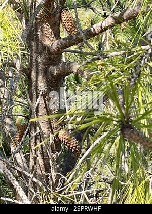 knobcone pine (Pinus attenuata), Plantae, Fort Ord National Monument, Salinas, CA, US, A healthy-looking, flowering Pine tree with long cylindrical pine cones growing off the trunk. Needles are in three-leaf bundles (fascicles). Confirmed observation of same individual Knobcone Pine tree by F. Watson: https://www.inaturalist.org/observations/137203640 Knobcone Pine (Pinus attenuata) 3 needles per fascicle, "Seed Cone: recurved to reflexed, 6-18 cm, asymmetric, yellow-brown, often closed unless burned, on stem many years; stalk 2 cm, angled, prickled. " Jepson eFlora https://ucjeps.berkeley.edu Stock Photo