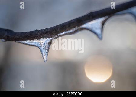 Beautiful Ice Formation Occurs on a Tree Btranch after a Freezing Rain Storm Stock Photo