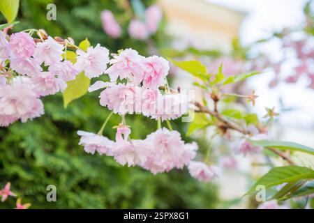 Horizontal banner with sakura flowers of pink color on sunny backdrop. Beautiful nature spring background with a branch of blooming sakura. Stock Photo