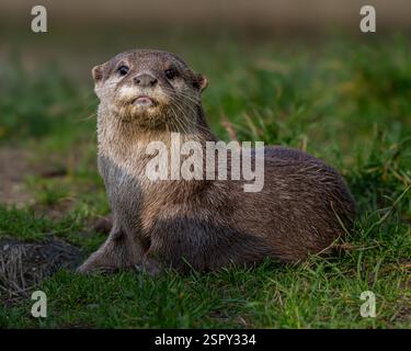Asian Short Clawed Otter Stock Photo