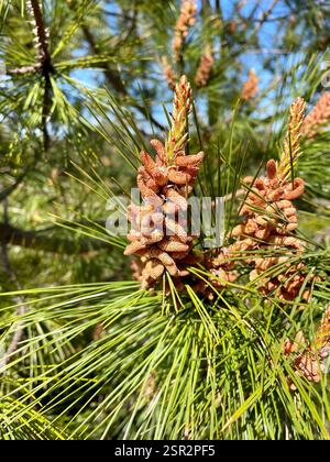 knobcone pine (Pinus attenuata), Plantae, Fort Ord National Monument, Salinas, CA, US, A healthy-looking, flowering Pine tree with long cylindrical pine cones growing off the trunk. Needles are in three-leaf bundles (fascicles). Confirmed observation of same individual Knobcone Pine tree by F. Watson: https://www.inaturalist.org/observations/137203640 Knobcone Pine (Pinus attenuata) 3 needles per fascicle, "Seed Cone: recurved to reflexed, 6-18 cm, asymmetric, yellow-brown, often closed unless burned, on stem many years; stalk 2 cm, angled, prickled. " Jepson eFlora https://ucjeps.berkeley.edu Stock Photo