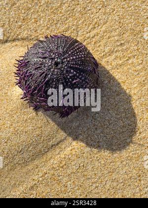 Spiny sea urchin casting a shadow on the sunlit beach. Stock Photo