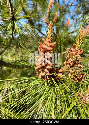 knobcone pine (Pinus attenuata), Plantae, Fort Ord National Monument, Salinas, CA, US, A healthy-looking, flowering Pine tree with long cylindrical pine cones growing off the trunk. Needles are in three-leaf bundles (fascicles). Confirmed observation of same individual Knobcone Pine tree by F. Watson: https://www.inaturalist.org/observations/137203640 Knobcone Pine (Pinus attenuata) 3 needles per fascicle, "Seed Cone: recurved to reflexed, 6-18 cm, asymmetric, yellow-brown, often closed unless burned, on stem many years; stalk 2 cm, angled, prickled. " Jepson eFlora https://ucjeps.berkeley.edu Stock Photo